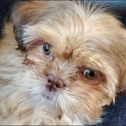Blossom - Shih Tzu