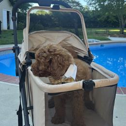 Elliot - Red  male Goldendoodle puppy in Mint Hill, North Carolina from DoodleForever