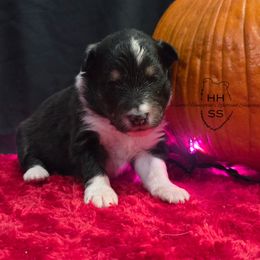 Marina - Black white and tan female Shetland Sheepdog puppy in Lebanon, Tennessee from Henotic Homestead's Shetland Sheepdogs