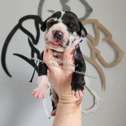 Purple Collar - Harlequin female Great Dane puppy in Alton, Illinois from Show Me Great Danes and Basset Hounds