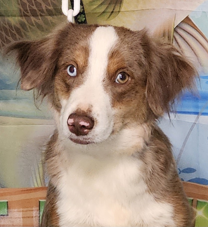 "Ruby" RMF - Red merle Miniature Australian Shepherd puppy in Smiths Station, Alabama from Double T Mini Aussies