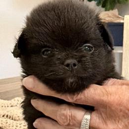 Boy 1 - Black male Companion Cross puppy in Milan, Indiana from Heartland Pomeranians and Chihuahuas