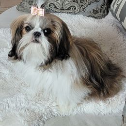 Princessa - Shih Tzu