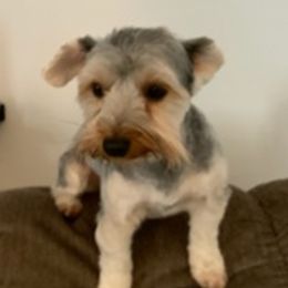 Cavalier King Charles Spaniels and Yorkshire Terriers from Bev’s Babies