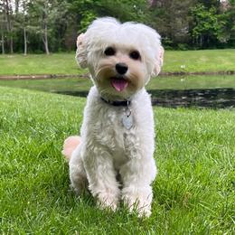 Navy - Cream female Australian Labradoodle puppy in Hackettstown, New Jersey from Sunny Heart Doodles