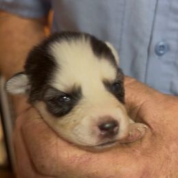 Amber - Black and white female Pomsky puppy in Spring Hill, Florida from PDQ Pomskies