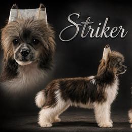 Striker - Black and tan male Chinese Crested puppy in New Haven, West Virginia from EverCrest