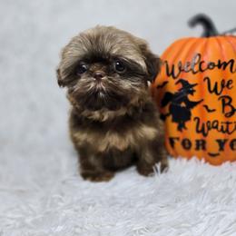 Boomer - Sable male Shih Tzu puppy in Hialeah, Florida from Jolie glz