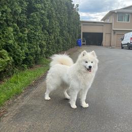 Diamond - White female Samoyed puppy in Oregon City, Oregon from White Cloud Samoyeds