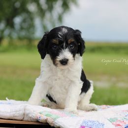 Marysol - Tri-color female Bernedoodle puppy in Lowry City, Missouri from Cooper Creek Puppies