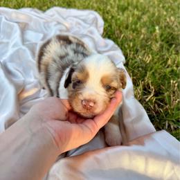 Rip - Red merle male Miniature Australian Shepherd puppy in Sweeny, Texas from Peach Creek Minis