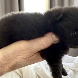 Pomeranian Puppies from Starlight Pomeranians