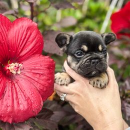 French Bulldog Puppies from Kismet French Bulldogs