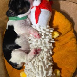 Rosie (Green) AKC Pre-Registered - Black white and tan female Cocker Spaniel puppy in Midlothian, Virginia from Swift Creek Cocker Spaniels