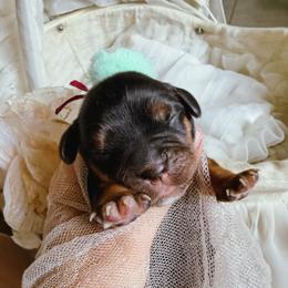 Athena - Black and tan female Cavalier King Charles Spaniel puppy in Tucson, Arizona from Cavapoo Puppy Parade