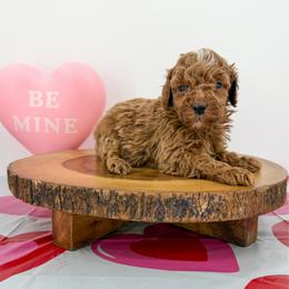 Marco - Red male Bernedoodle puppy in Beresford, South Dakota from DAKOTA DOOD RANCH