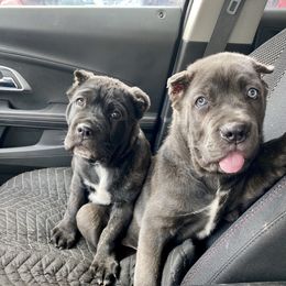 Cane Corso Puppies from Reliance Cane Corso