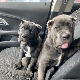 Cane Corso Puppies from Reliance Cane Corso