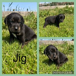 Jig - Black male Catahoula Leopard Dog puppy in Forbes, Minnesota from North Country Catahoulas