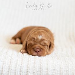 Grey Collar Boy - Caramel red male Australian Labradoodle puppy in Thousand Oaks, California from Lovely Doodle Lane