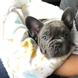 French Bulldog Puppies from Crooked C Ranch