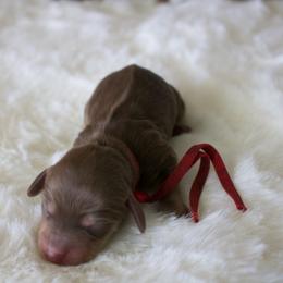 Lily - Chocolate and cream female Dachshund puppy in Morrow, Ohio from Courtney’s Colorful Doxies