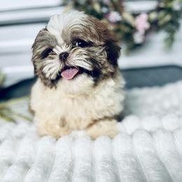 SB Buddy - Liver and white male Shih Tzu puppy in Elgin, South Carolina from Silver Bells Paw Prints