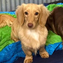 Zeus - Dachshund