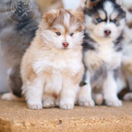Pomsky Puppies from Southpaw Pomskies