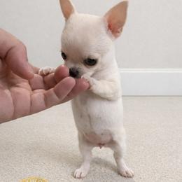 Daisy - Cream and white female Chihuahua puppy in De Quincy, Louisiana from Guys Cajun Paws