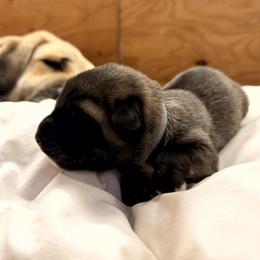 Boy 2 - Fawn male Anatolian Shepherd Dog puppy in Kalispell, Montana from Wild Rooster Family Farm – AKC Anatolian Shepherd Breeder, OFA Health Tested