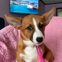 Keylime - White and red female Pembroke Welsh Corgi puppy in New Waverly, Texas from Corgie & Cream Paradise