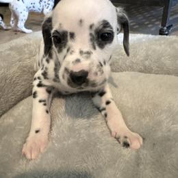 Franklin Jonas - White and black male Dalmatian puppy in Fort Cavasos, Texas from Mainstreet Dalmation