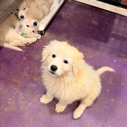 Orange Boy - White male Maremma Sheepdog puppy in Kings County, California from Prancing Pony Farm Maremma Sheepdogs