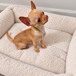 Sparky - Chihuahua