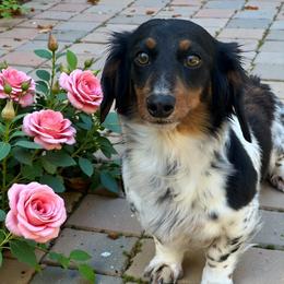 Arya - Piebald female Dachshund puppy in Lakeland, Florida from Elite Doxies Florida