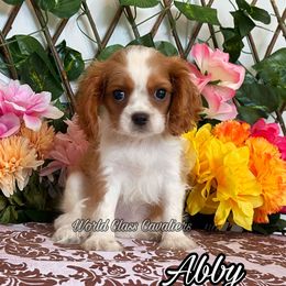 Abby - Blenheim female Cavalier King Charles Spaniel puppy in Hollywood, Florida from World Class Cavaliers