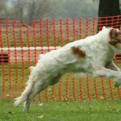 Borzois from Morozova Borzoi