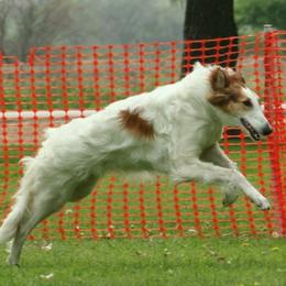 Borzois from Morozova Borzoi