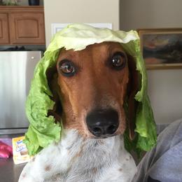 Dixie - Dachshund