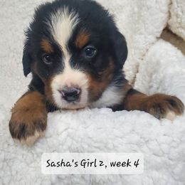 Girl 2 - Black rust and white female Bernese Mountain Dog puppy in Nicholson, Georgia from Bernese Mountain Dogs of Pony Trail Farm