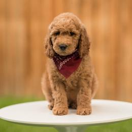 Poodle Puppies from Cityscape Moyen Poodles