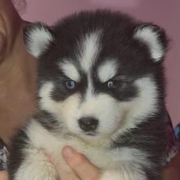 Zinger - Black and white male Pomsky puppy in Spring Hill, Florida from PDQ Pomskies