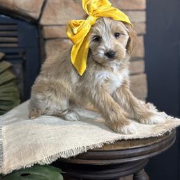 Goldendoodle All Grown Up from Hollywood Doodles
