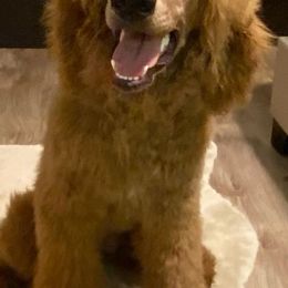 Goldendoodles and Poodles from GoldStar Doodles USA