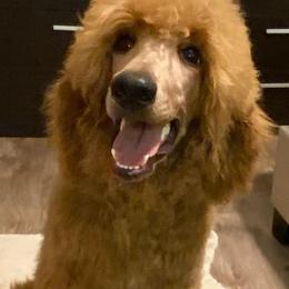 Goldendoodles and Poodles from GoldStar Doodles USA