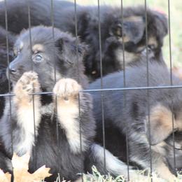 German Shepherd Puppies from The Zeus N Luna 2 Pay it Forward Foundation