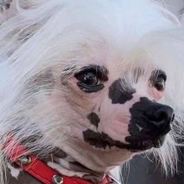 Chinese Cresteds from Alvarez Chinese Crested