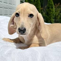 Bam Bam - Dachshund
