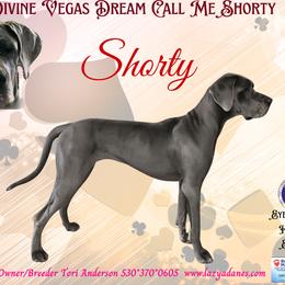 Shorty - Great Dane
